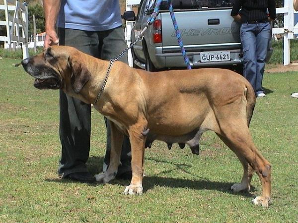 ITA DO ITAPUA | Fila Brasileiro 