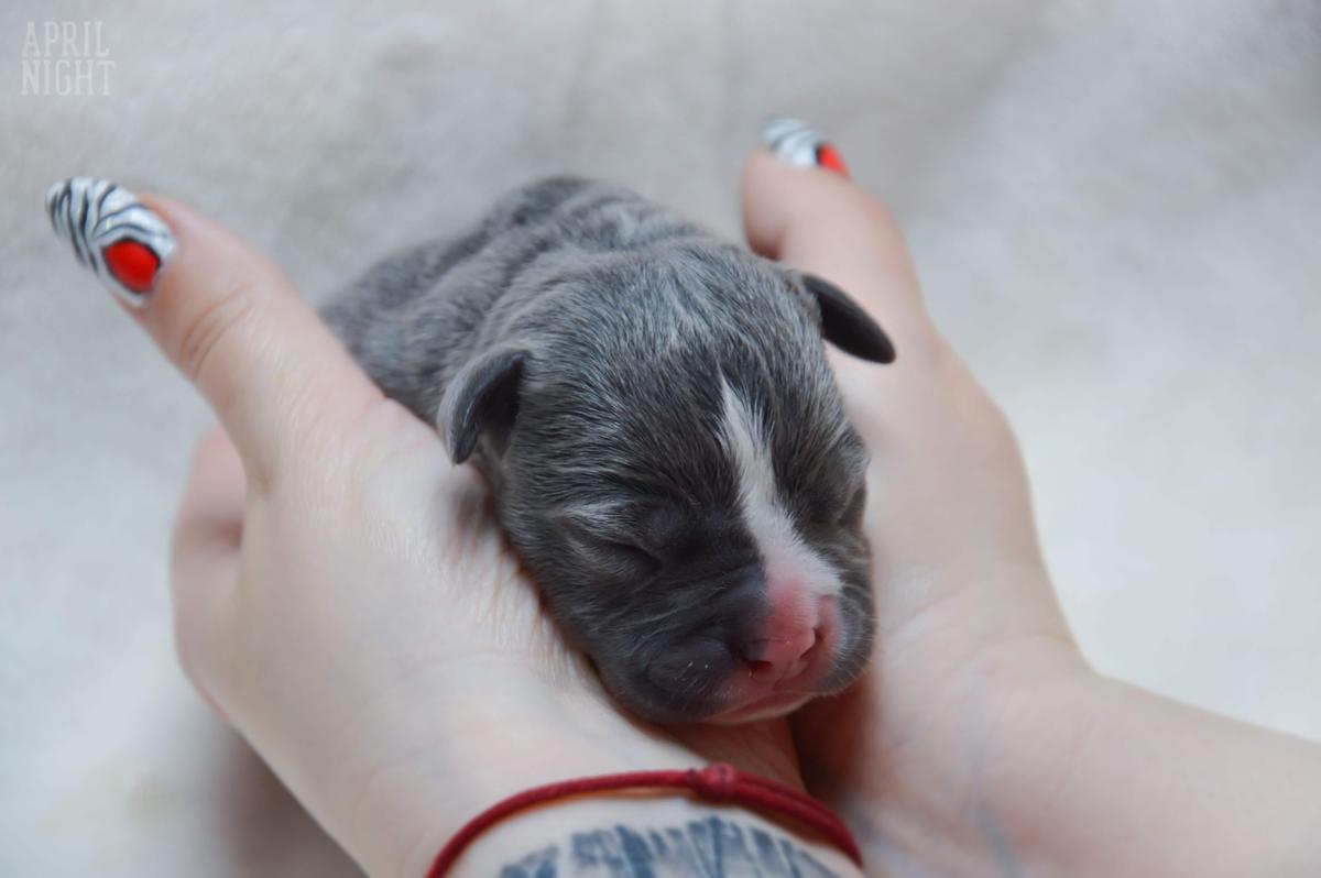 April Night ZAMBIA | American Staffordshire Terrier 