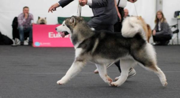 The Magician Marcello Mastroianni | Alaskan Malamute 