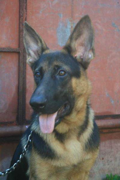 GOUKI'S KALEB | German Shepherd Dog 