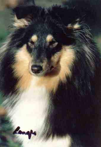 Be My Joy of Silver Shadow | Shetland Sheepdog 