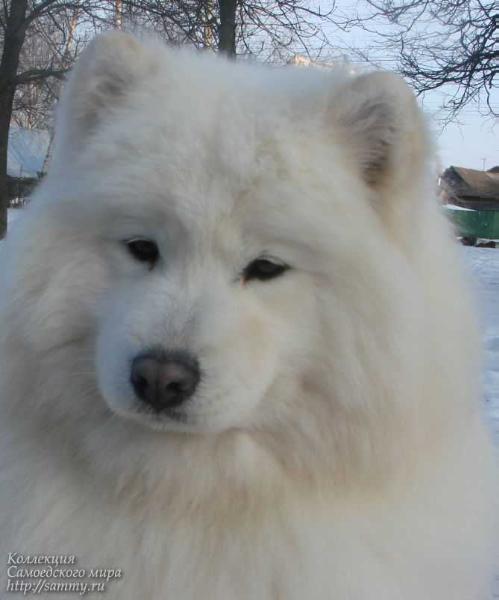 Belyi Volk Vanessa | Samoyed 