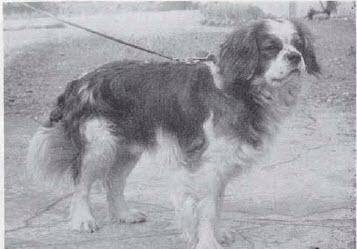 Pargeter Jollyean of Avoncliffe | Cavalier King Charles Spaniel 