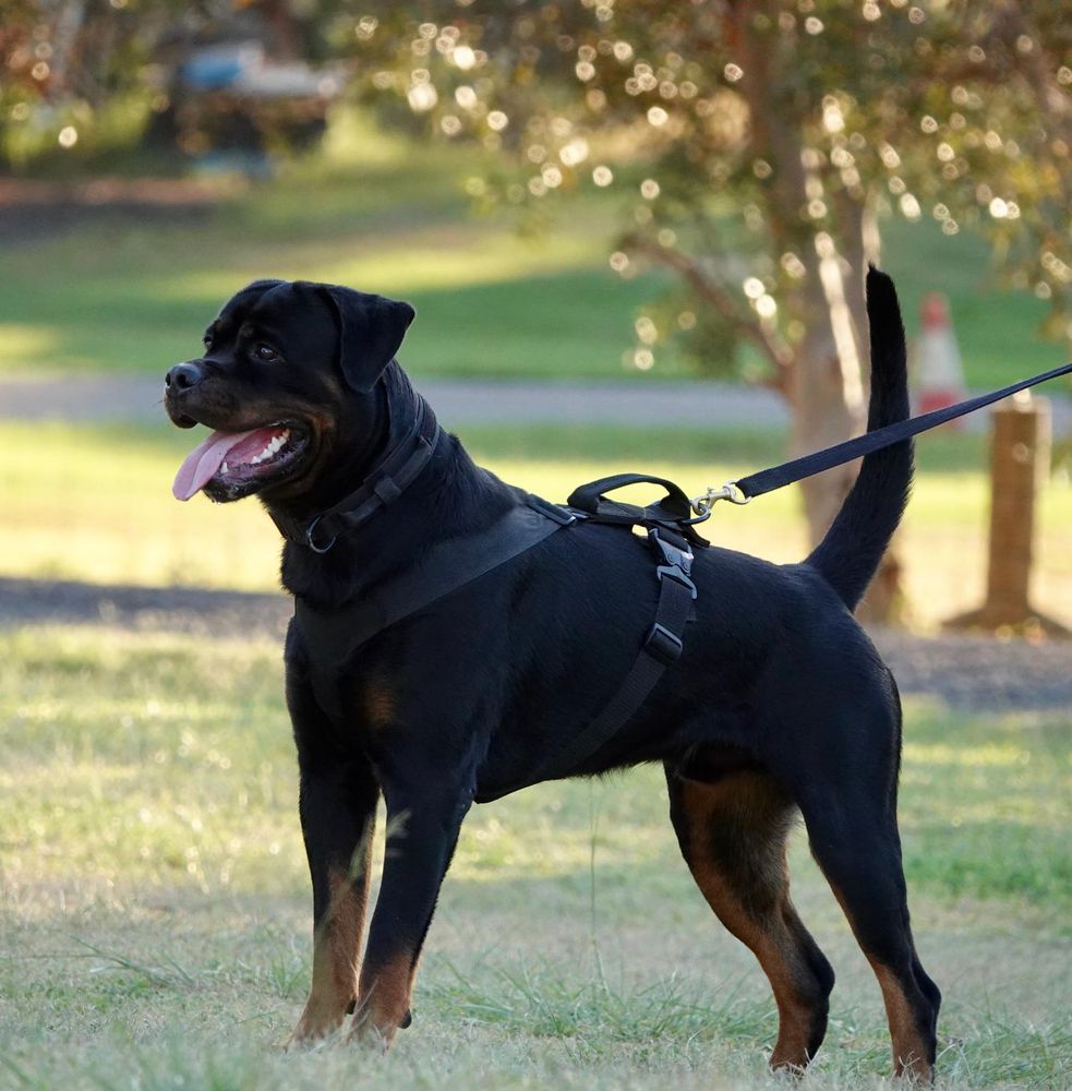 Vanaheim Enzo Ferrari (AI) | Rottweiler 