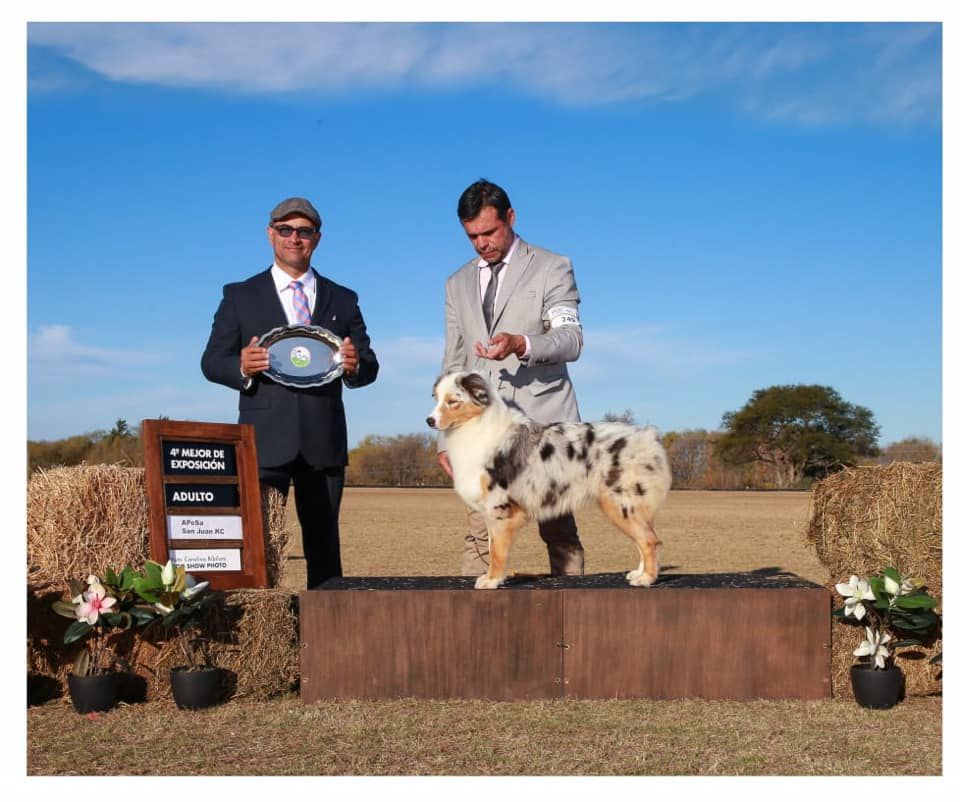 CABURGUA DE LA GRAN STRANIERA | Australian Shepherd 
