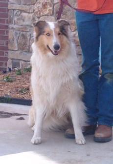 Cook's Silver Lady | Rough Collie 