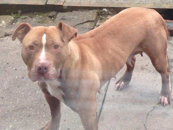 edwards coco | American Pit Bull Terrier 