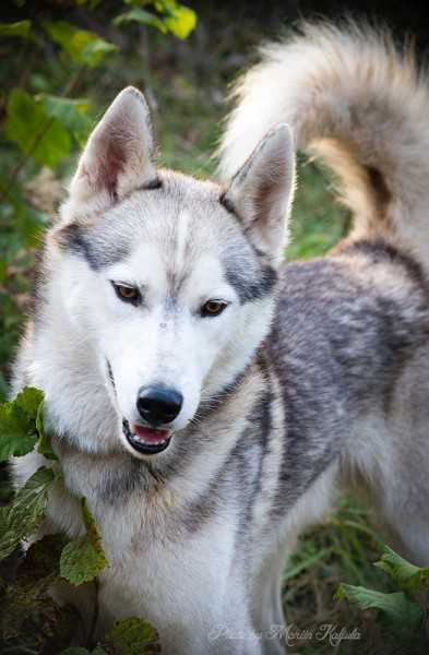 Aptorhome Rocco | Siberian Husky 