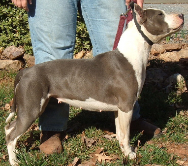 Circle K's Isabelle | American Pit Bull Terrier 