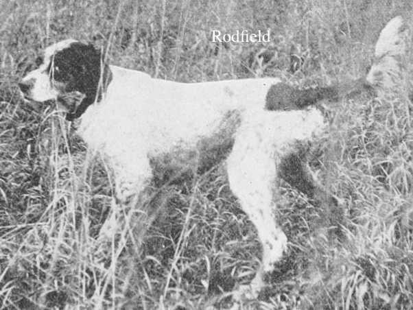 Rodfield | English Setter 