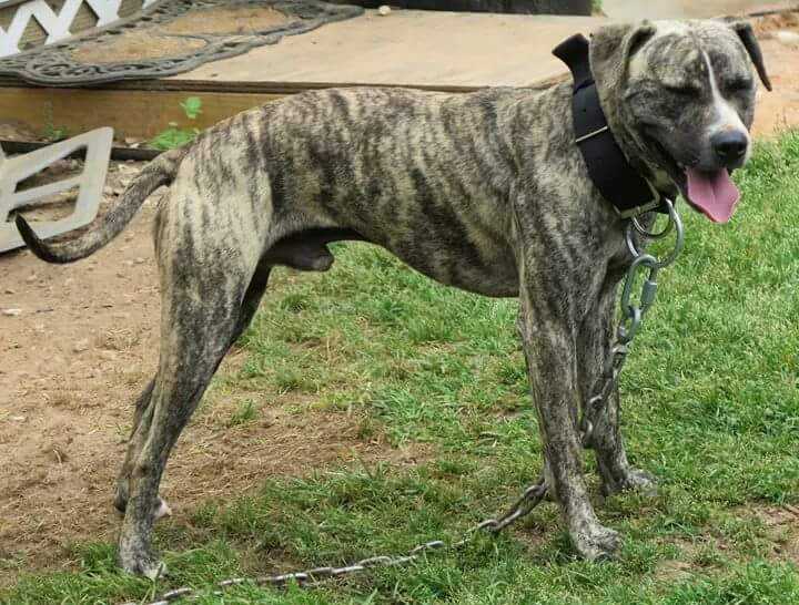 Watt's Bootlegger | American Pit Bull Terrier 