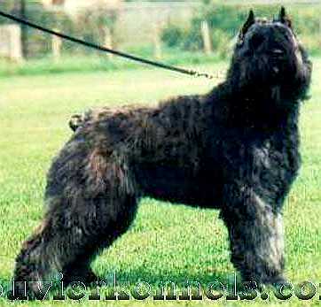 Angéle Elja v.d. Lage Banken | Bouvier des Flandres 