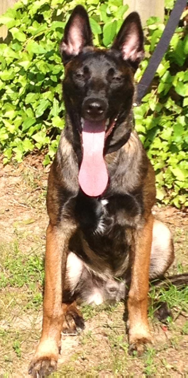 The Duke II | Belgian Malinois 