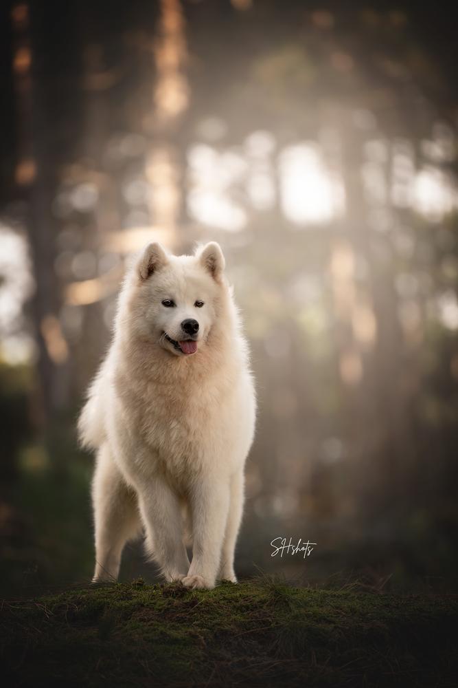 Solis Aurora A Little Bubbly | Samoyed 