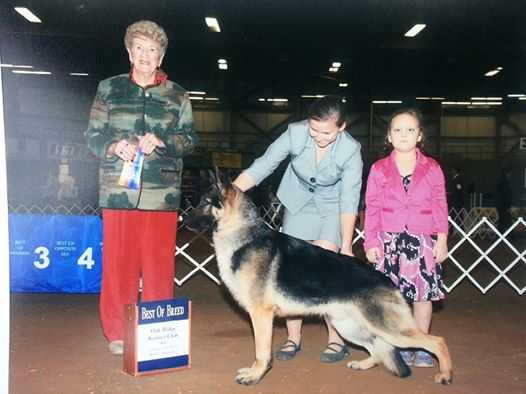 Hylowe's Heartbreak Kid of Caradoc | German Shepherd Dog 