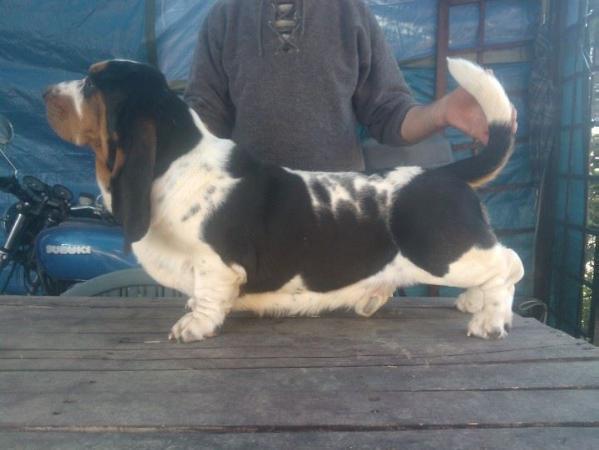 Christopher Queen's Hermelin | Basset Hound 