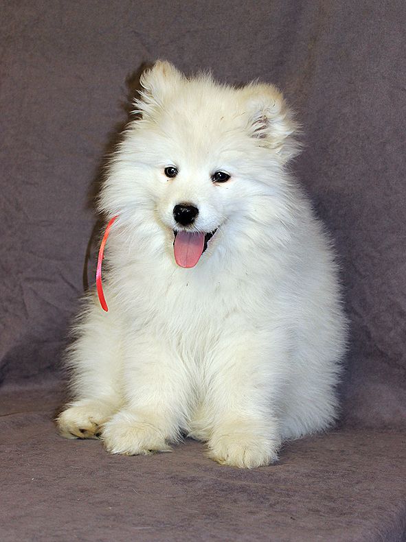 IZDOMASU ELISABETH TEO | Samoyed 