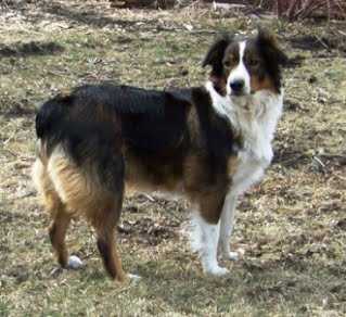 Cedar Creek Maggie Mae | English Shepherd 