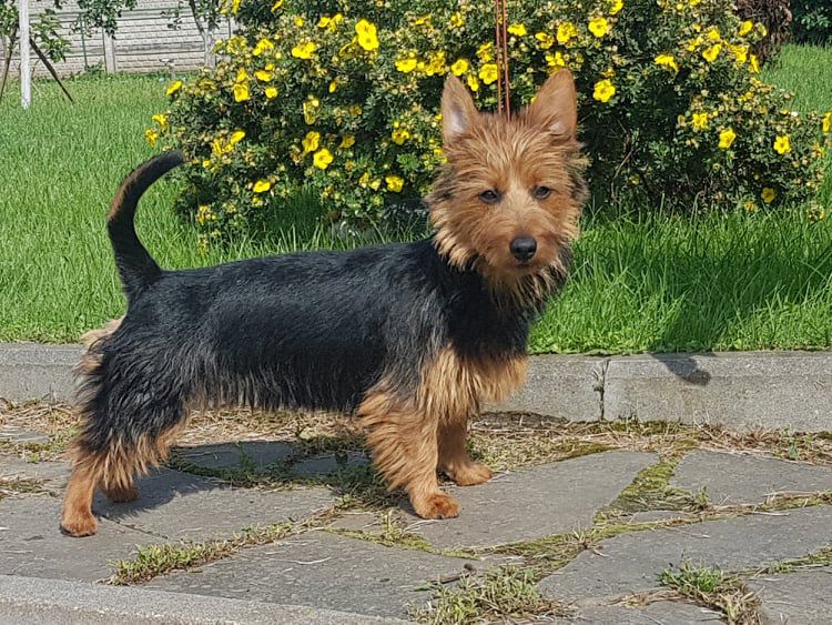 YAKOGOR GALATEYA | Australian Terrier 