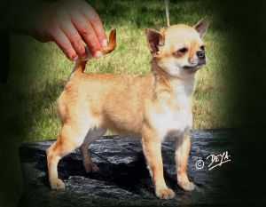 Lucillaprisca pc Di Rio Galeria | Chihuahua 