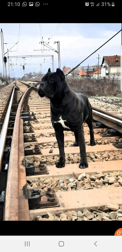 Giuleta guardie forti | Cane Corso 