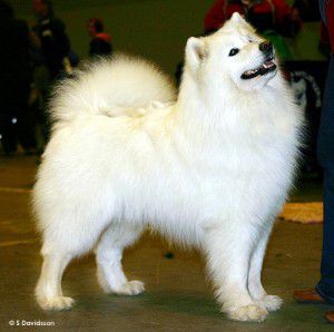 Funny Fabric RAINBOW WARRIOR | Samoyed 