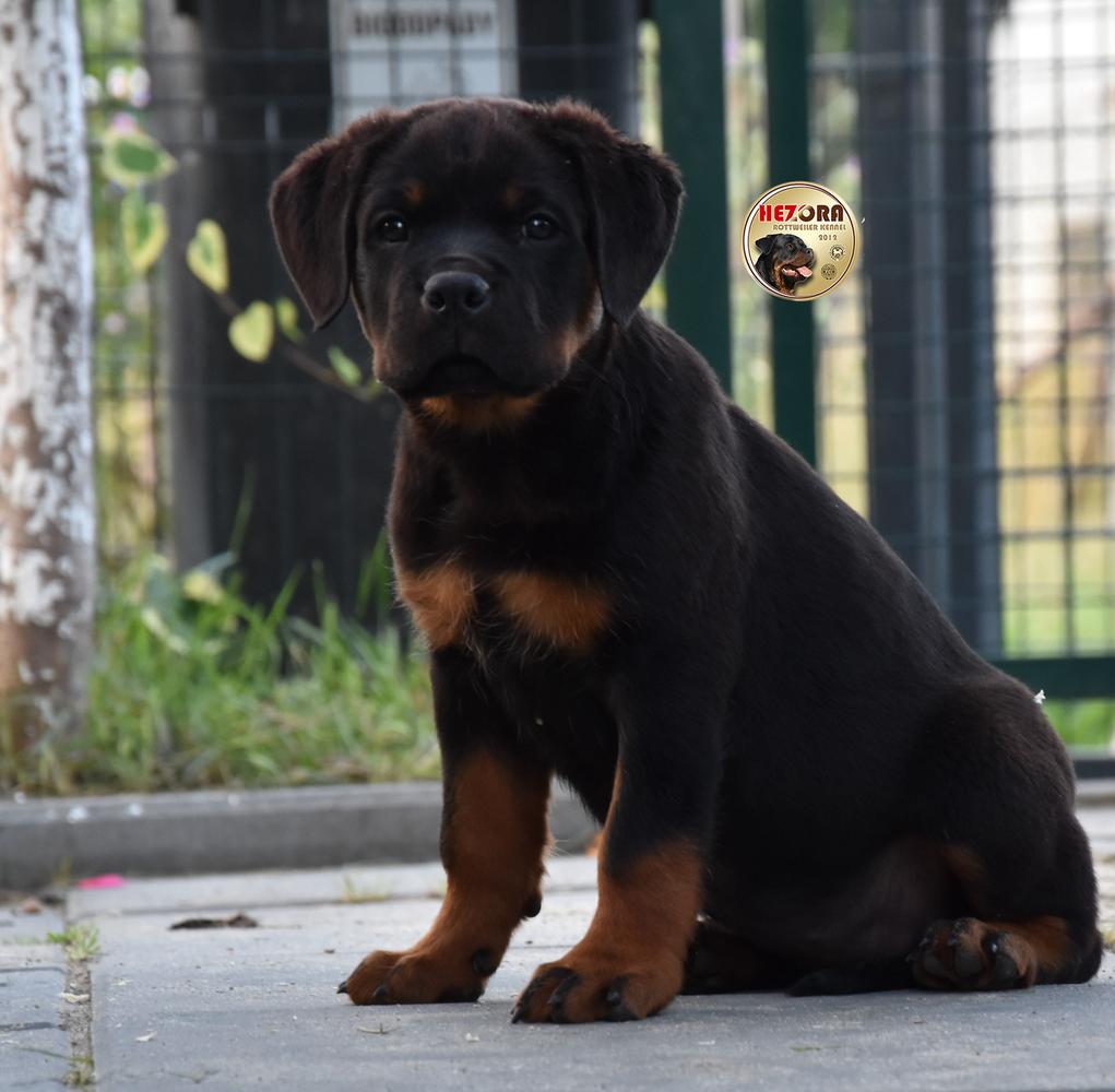 FALA Hezora | Rottweiler 