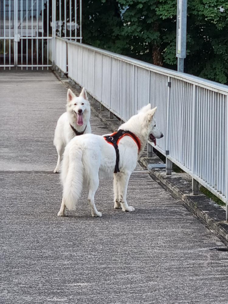 Bavaria Rose Swiss Legend of World | White Swiss Shepherd Dog 