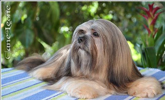 Gaddara's Epica of Excalibur Quest | Lhasa Apso 