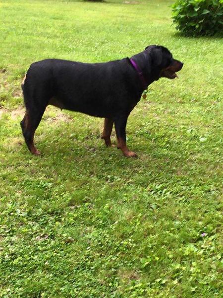 Shayna Lee vom Birken Wald | Rottweiler 