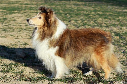 ARWENA ORANGE MAGICZNY OGROD | Shetland Sheepdog 