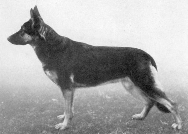 Oscha von der hohen Fichte | German Shepherd Dog 