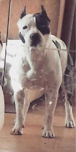 East coast red rowdyrock high hope | American Staffordshire Terrier 
