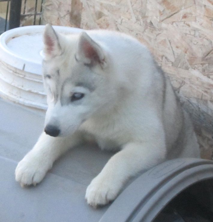 Echo Call's How Do Ya Like Me Now Of Yuki Ookami | Siberian Husky 