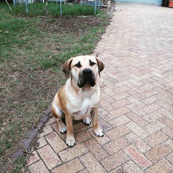 Volks Rose Quartz | African Boerboel 