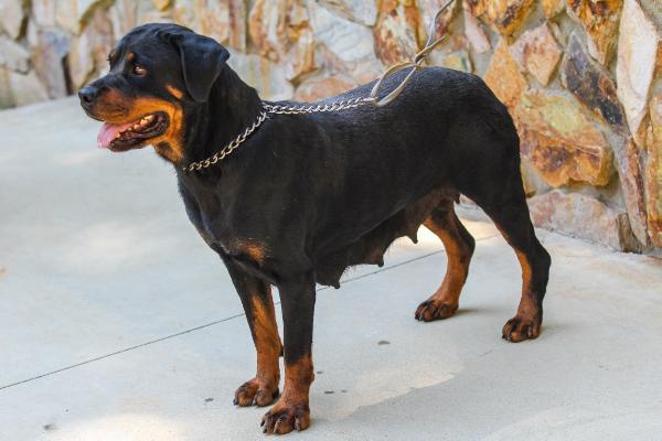 Hauser's Virginia Von Zeushaus | Rottweiler 