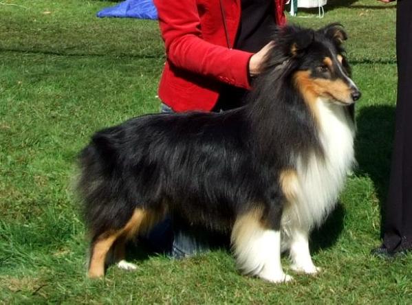 Sveenleik CITROEN (RUS) at Excellens Vivarium | Shetland Sheepdog 