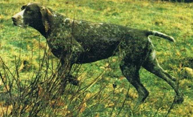 Ondine de Cornavan | German Shorthaired Pointer 