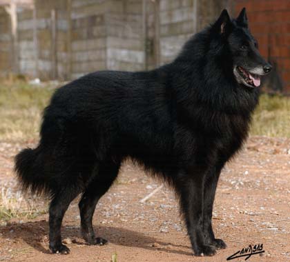 Polilla du Tulipe Noir | Belgian Groenendael 