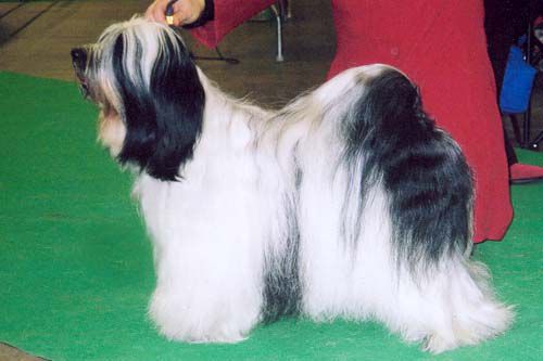 FALAMANDUS DENT DE LION | Tibetan Terrier 