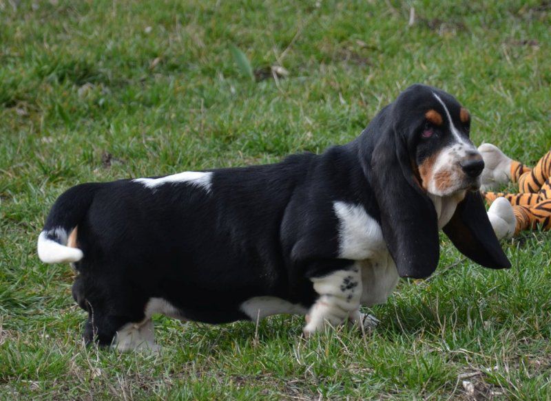 Ruba Timeless Classic BREENBRASS | Basset Hound 