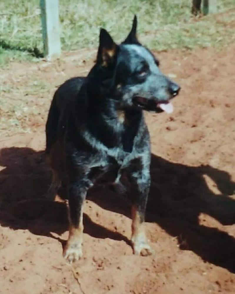 Crown Ambassador's Banzo | Australian Cattle Dog 