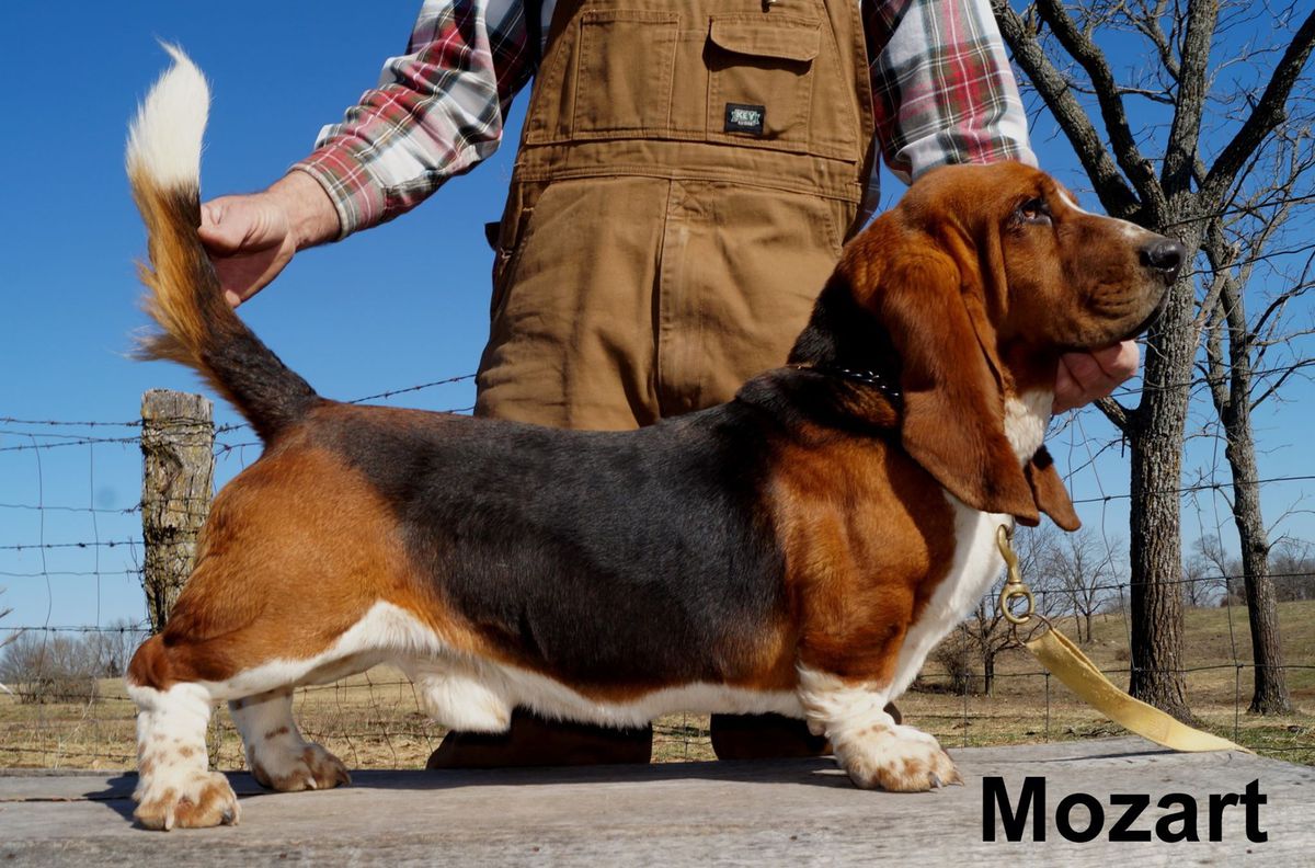 Masterpiece Mozart BREENBRASS | Basset Hound 