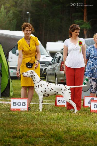 Flinkvild Udachnaya Kombinatsia | Dalmatian 