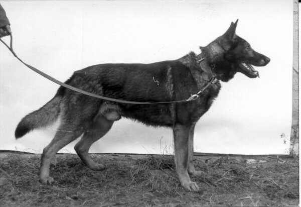 Pedro z Pohranicní stráže | Czechoslovakian Wolfdog 