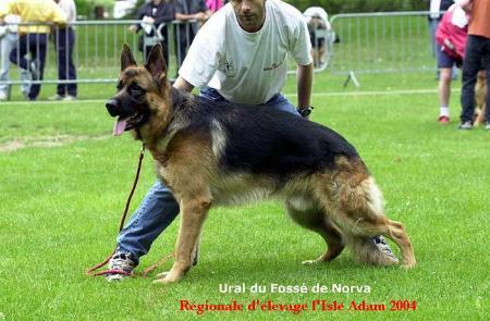 Ural Du Fosse De Norva | German Shepherd Dog 