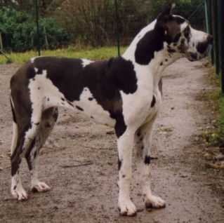 Onitsha de la Benjamine | Great Dane 