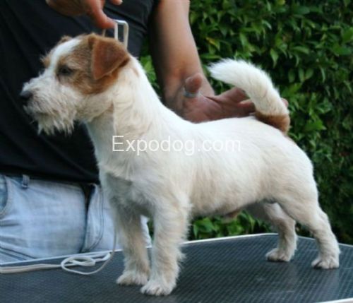 Time Out di Sutri | Jack Russell Terrier 