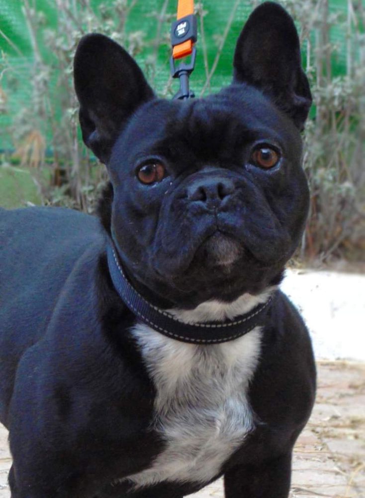 Jila LOCV | French Bulldog 