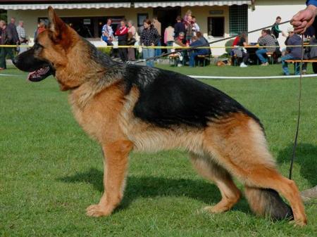 Xano vom Naturpark-Altmühltal | German Shepherd Dog 